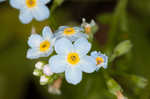 True forget-me-not